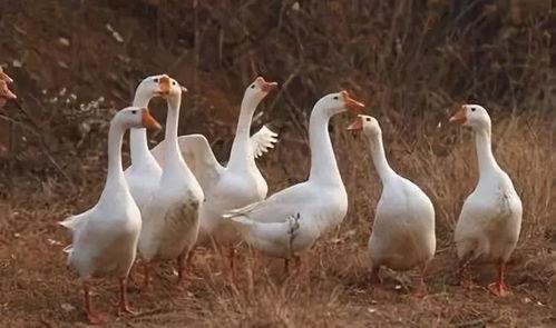 土家老鹅的新爆料视频